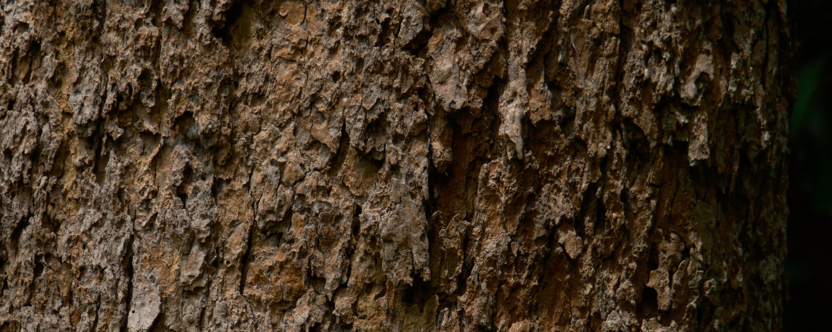 ธรรมชาติ ธรรมชาติบำบัด nature zen เปลือกไม้ ต้นไม้ tree skin